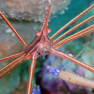 Arrow Crab, Micro