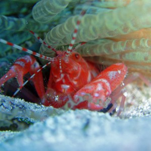 Lives under Corkscrew Anemone