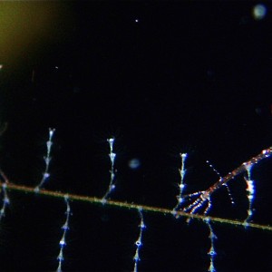 Skeleton Shrimp, Roatan