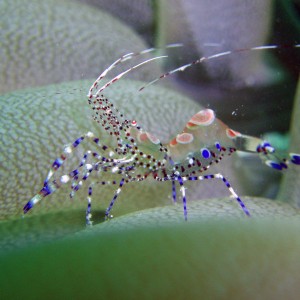 Anemone Shrimp, Roatan So Side