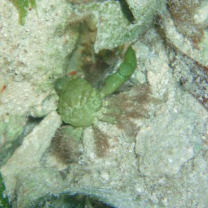 Crab, Caribbean, Roatan So Side