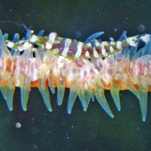 Wire Coral Shrimp