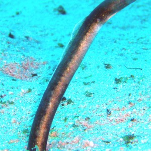 Garden Eel at CoCoView Roatan