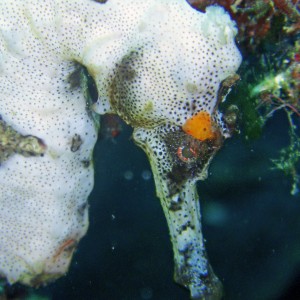 Sea Horse, Caribbean Roatan, South side