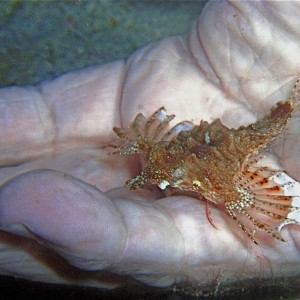 Sea Moth, SoPac-Philippines