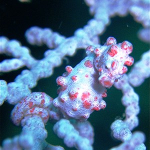 Pygmy Sea Horse, SoPac-Philippine, U/W Micro series