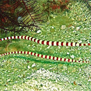 Pipe Fish, SoPac Philippines