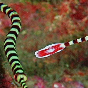 Pipe Fish, So Pac- Philippines