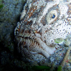 Stargazer, SoPac-Philippines