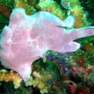 Frog Fish, un-croaked