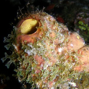 Barrel sponge