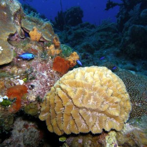 Blue Chromies and coral