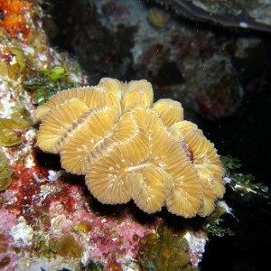 Coral