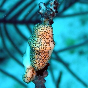 Flamingo tongue snail