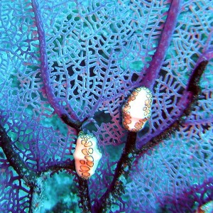 Flamingo tongue snail and sea fan