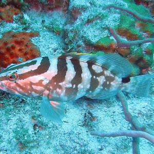 Nassau Grouper