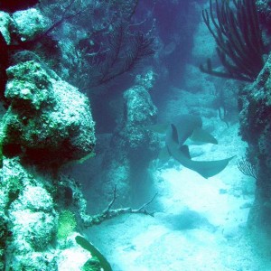 Nurse shark