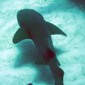 Nurse shark