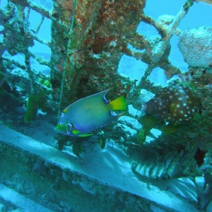 Queen Angelfish and Whitespotted Filefish