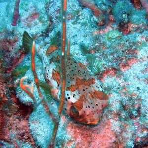 Porcupine fish