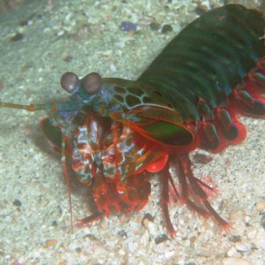 Mantis Shrimp caught out of his hidey hole