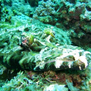 Alligator Fish