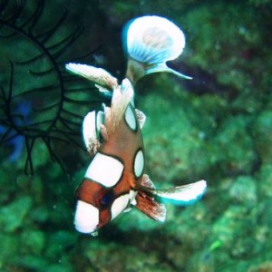 Juvenile Clownfish