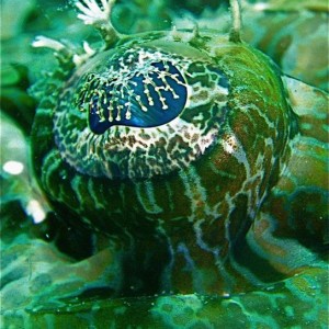 Eyeball of the Alligator fish