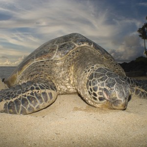 Sunset Turtle Beach