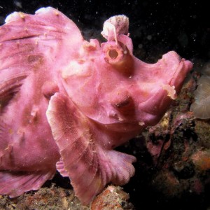 Lembeh April 2008