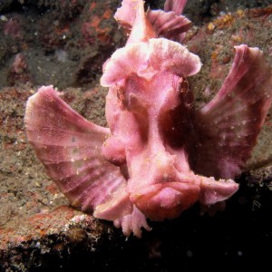 Lembeh April 2008