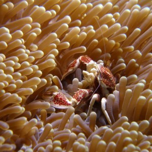 Lembeh April 2008