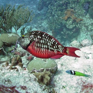 Stoplight Parrot fish