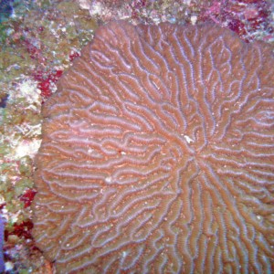 Brain Coral