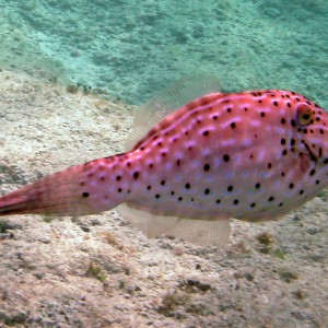 Scrawled Filefish