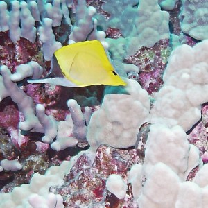 Long Nose Butterflyfish - Pipe Dreams