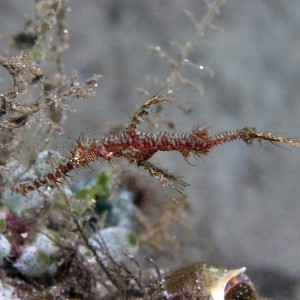 Ghost Pipefish