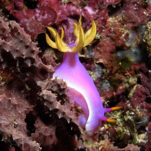 Chromodoris Bullocki