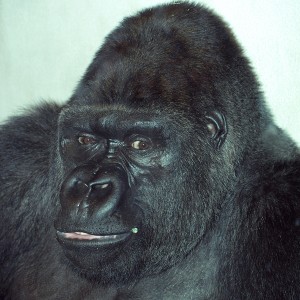 Ape mugshot