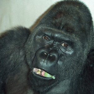 ape mugshot II