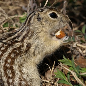 Chipmunk