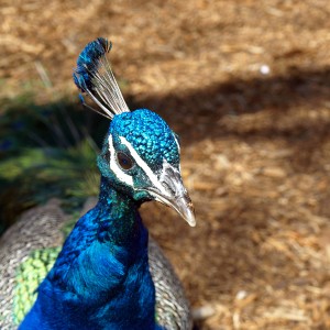 Peacock headshot