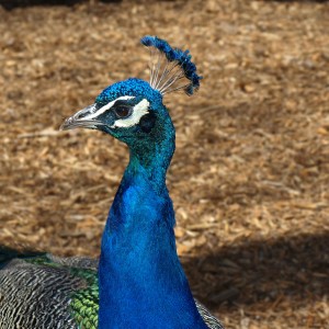 Peacock headshot II