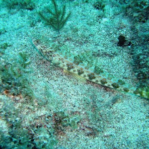 Lizardfish