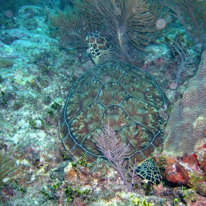 Green Turtle