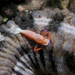 Shrimp Riding a Sea Cucumber