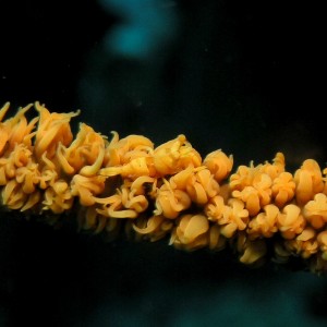 Find the Shrimp (camouflage on a whip coral)
