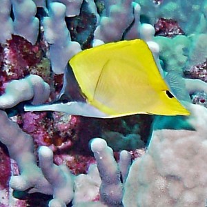 Longnose Butterflyfish - Lauwiliwilinukunuku oi'oi