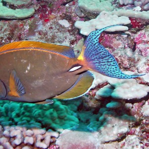 Eyestripe Surgeonfish - palani