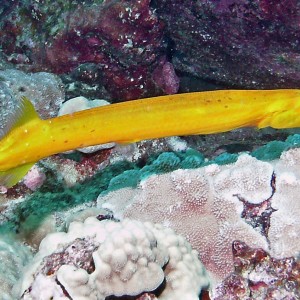 Pacific Trumpetfish - nunu